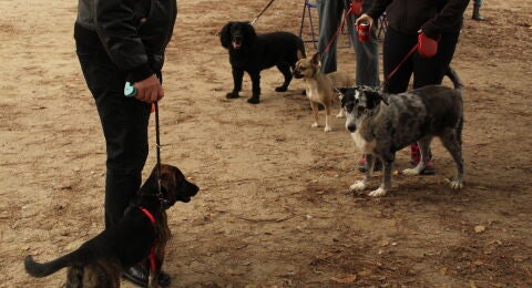 El Ayuntamiento de Alcal&aacute; de Henares bonificar&aacute; parte de la realizaci&oacute;n del censo canino por AD