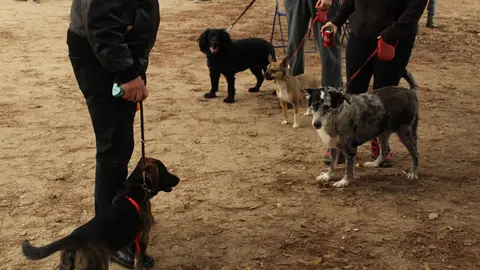 El Ayuntamiento de Alcalá de Henares bonificará parte de la realización del censo canino por ADN El Ayuntamiento de Alcalá de Henares bonificará parte de la realización del censo canino por AD