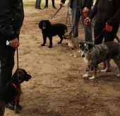 El Ayuntamiento de Alcalá de Henares bonificará parte de la realización del censo canino por ADN 