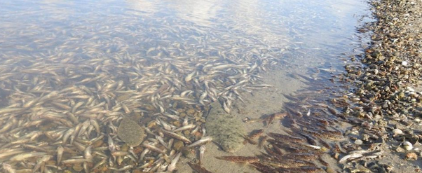 La Fiscalía archiva la denuncia del Gobierno Regional contra el Ministerio por la mortandad de peces del pasado mes de agosto La Fiscalía archiva la denuncia del Gobierno Regional contra el Ministerio por la mortandad de peces del pasado mes de agosto