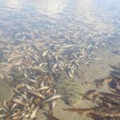 La Fiscalía archiva la denuncia del Gobierno Regional contra el Ministerio por la mortandad de peces del pasado mes de agosto