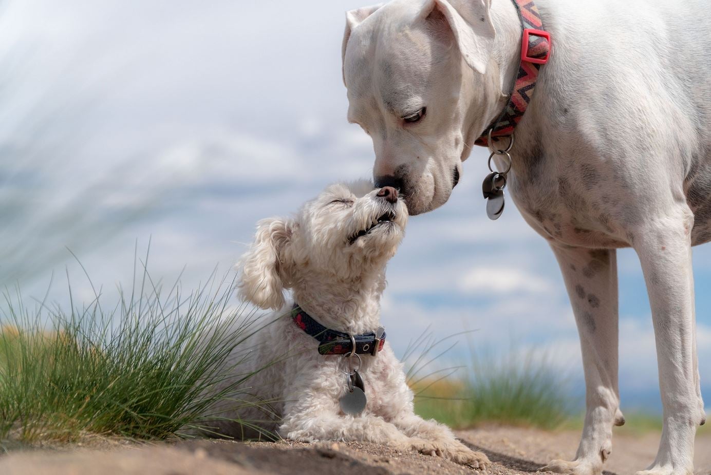 Ciencia en La Brújula: ¿Qué dice la raza de un perro? episode artwork