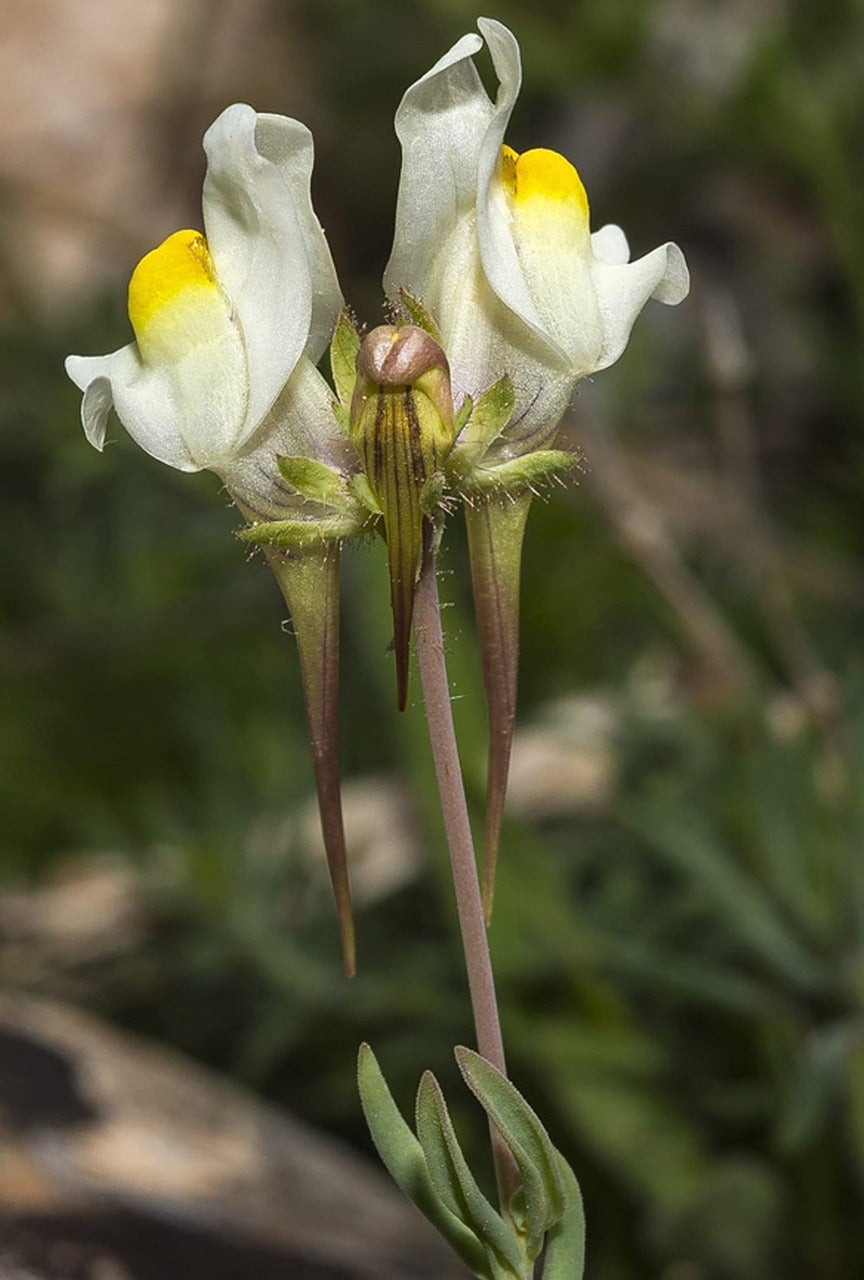 Descubierta una nueva especie floral en las Sierras Subbéticas Descubierta una nueva especie floral en las Sierras Subbéticas