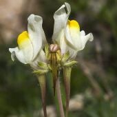 Linaria subbaetica. Nueva especie descubierta en la Subbética cordobesa