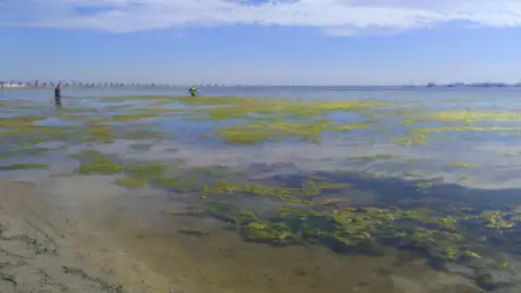 Las organizaciones ecologistas piden 3 años de cárcel para Cerdá y 2,5 años de cárcel para Aldeguer por el ecocidio del Mar Menor Las organizaciones ecologistas piden 3 años de cárcel para Cerdá y 2,5 años de cárcel para Aldeguer por el ecocidio del Mar Menor