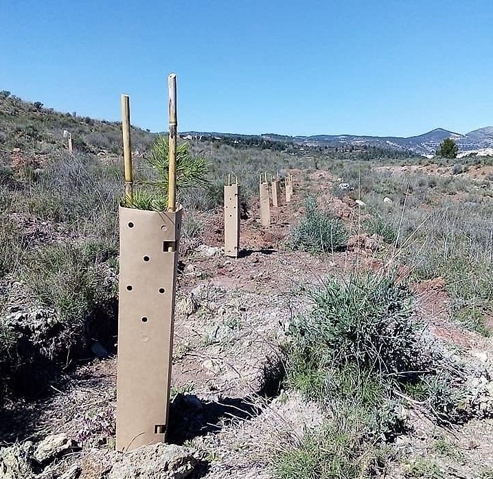 Una empresa de Elche desarrolla un protector de plantas biodegradable y reutilizable Una empresa de Elche desarrolla un protector de plantas biodegradable y reutilizable