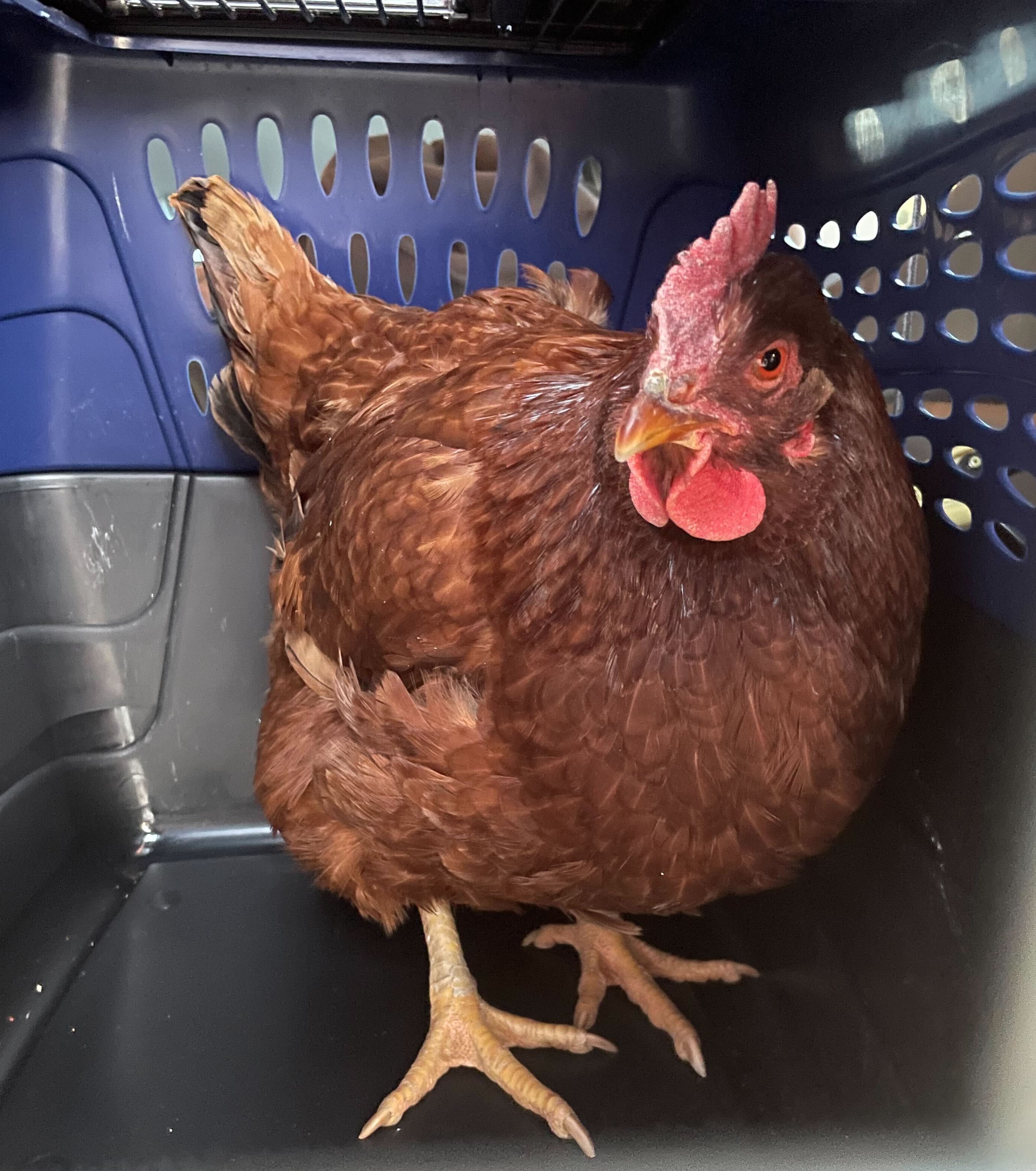 Una gallina se cuela en la zona de alta seguridad del Pentágono Una gallina se cuela en la zona de alta seguridad del Pentágono