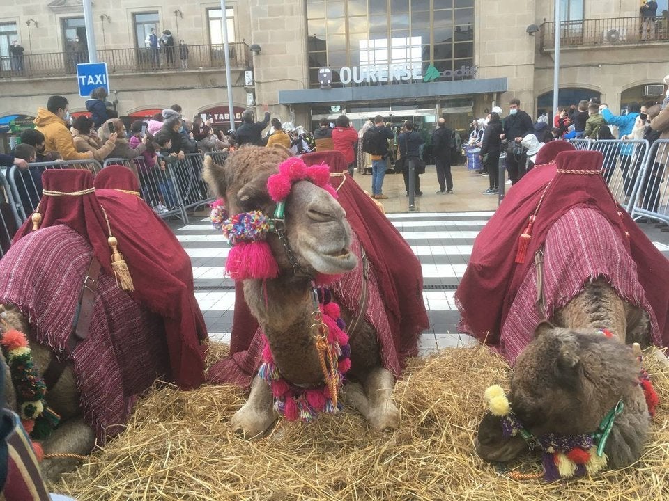 O Psoe amosa o seu rexeitamento ao uso de animais na cabalgata de reis O Psoe amosa o seu rexeitamento ao uso de animais na cabalgata de reis