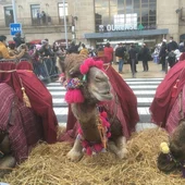 O Psoe amosa o seu rexeitamento ao uso de animais na cabalgata de reis O Psoe amosa o seu rexeitamento ao uso de animais na cabalgata de reis