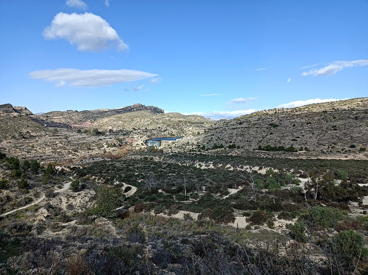 CONTIGO Elche plantea una reforestación de áreas del pantano a partir de un programa de apadrinamiento de árboles CONTIGO Elche plantea una reforestación de áreas del pantano a partir de un programa de apadrinamiento de árboles