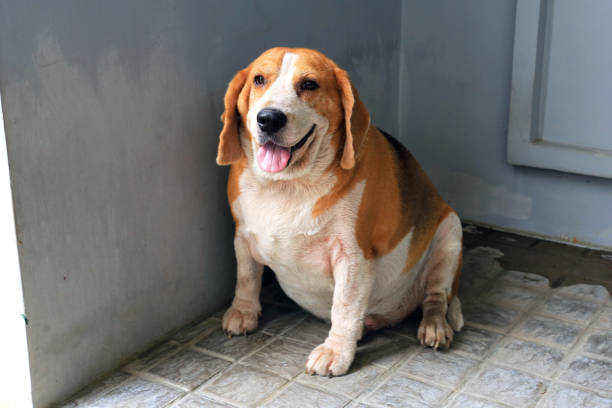 Ángel Osuna nos habla del sobrepeso y de su efecto en la salud de perro Ángel Osuna nos habla del sobrepeso y de su efecto en la salud de perro