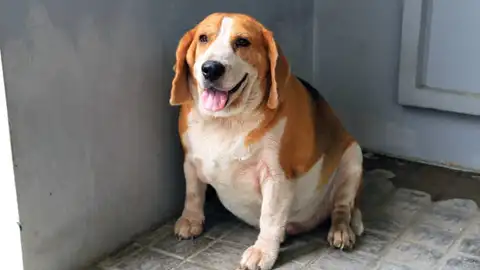 Ángel Osuna nos habla del sobrepeso y de su efecto en la salud de perro sobrepeso canino