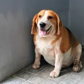 Ángel Osuna nos habla del sobrepeso y de su efecto en la salud de perro Ángel Osuna nos habla del sobrepeso y de su efecto en la salud de perro