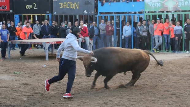 Alcora recuperará los `bous al carrer´ y el Mesón de la Tapa en la Pasqua Taurina