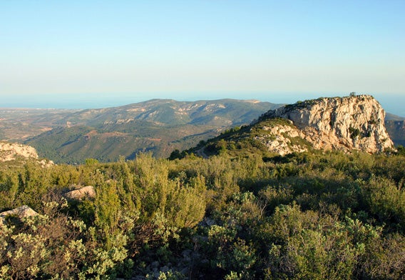 Dimite la jefa de servicio de Medio Natural tras abrirse el expediente por la muerte de 10 burros en el Desert Dimite la jefa de servicio de Medio Natural tras abrirse el expediente por la muerte de 10 burros en el Desert