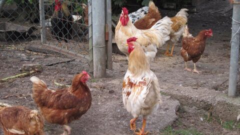 Gallinas camperas