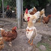 Gallinas camperas