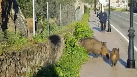 Ciudadanos Cáceres demanda actuaciones "urgentes" ante la presencia de jabalíes en la zona del Paseo Alto Ciudadanos Cáceres demanda actuaciones "urgentes" ante la presencia de jabalíes en la zona del Paseo Alto