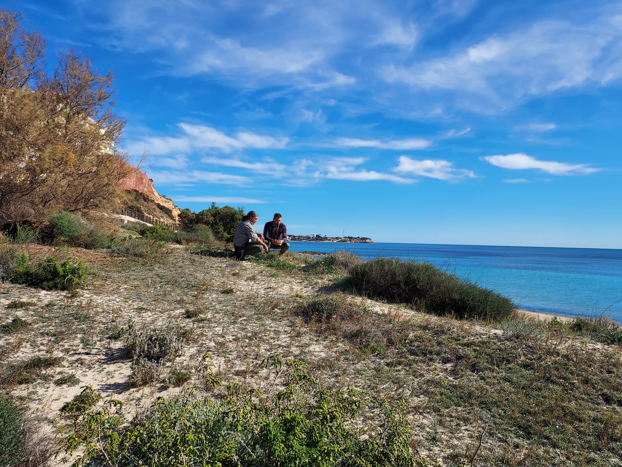 Medio Ambiente realiza actuaciones para proteger las dunas del litoral de Orihuela Medio Ambiente realiza actuaciones para proteger las dunas del litoral de Orihuela