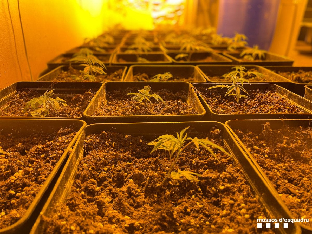El boom de las plantaciones de marihuana en Cataluña: una vía para subsistir El boom de las plantaciones de marihuana en Cataluña: una vía para subsistir
