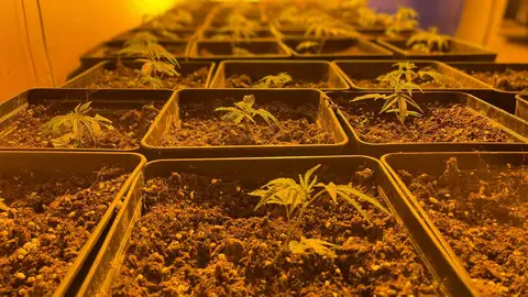 El boom de las plantaciones de marihuana en Cataluña: una vía para subsistir El boom de las plantaciones de marihuana en Cataluña: una vía para subsistir