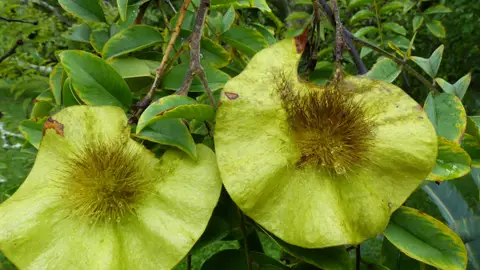 Imagen de la especie Pterocarpus erinaceus Imagen de la especie Pterocarpus erinaceus