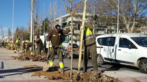 El Plan de Reforestaci&oacute;n de Torrej&oacute;n de Ardoz contempla la plantaci&oacute;n de 10.000 nuevos &aacute;rboles 