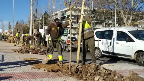 El Plan de Reforestación de Torrejón de Ardoz contempla la plantación de 10.000 nuevos árboles El Plan de Reforestación de Torrejón de Ardoz contempla la plantación de 10.000 nuevos árboles