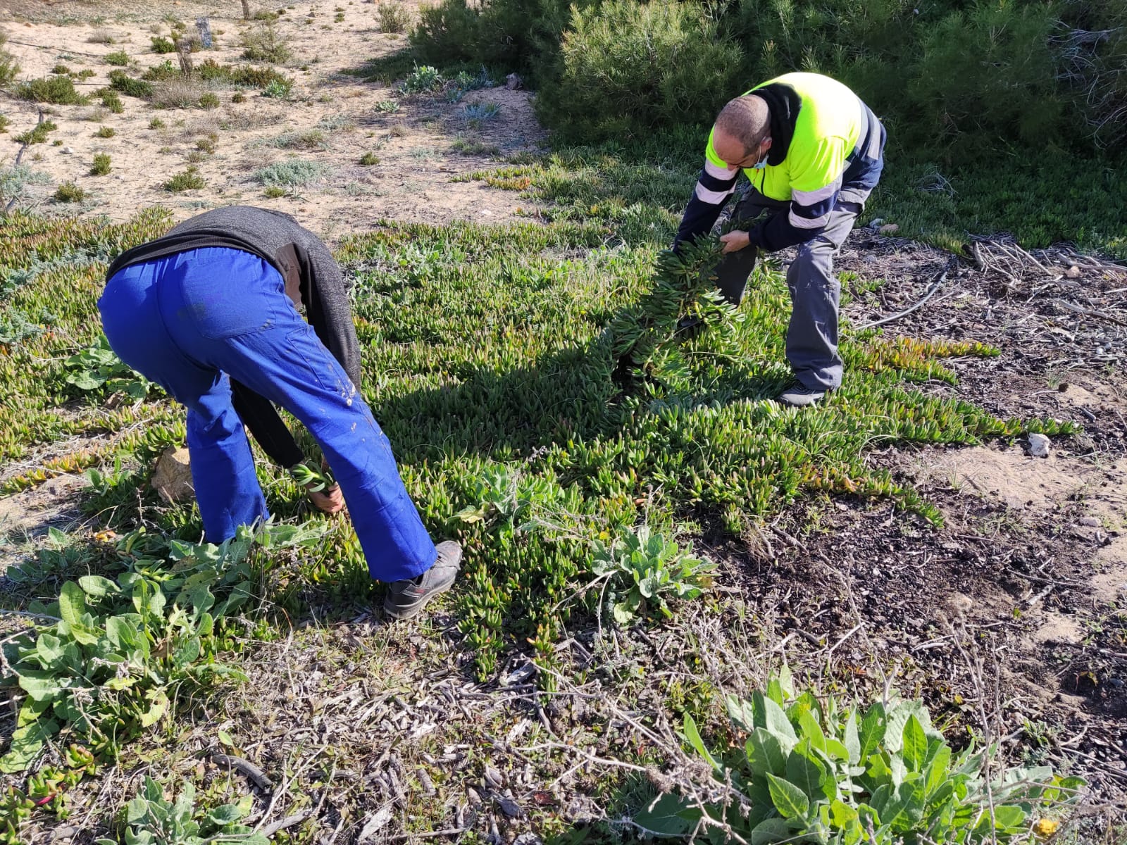 Retirada en La Mata de varias toneladas de la planta invasora 'Uñas de gato' Retirada en La Mata de varias toneladas de la planta invasora 'Uñas de gato'