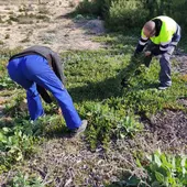 Retirada en La Mata de varias toneladas de la planta invasora 'Uñas de gato' Retirada en La Mata de varias toneladas de la planta invasora 'Uñas de gato'