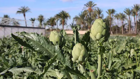 La jornada se celebrará el próximo 24 de febrero en la Estación Experimental Agraria de Elche jornadas alcahofa digitalizacion