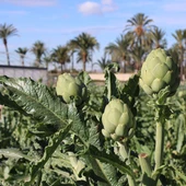 La jornada se celebrará el próximo 24 de febrero en la Estación Experimental Agraria de Elche La jornada se celebrará el próximo 24 de febrero en la Estación Experimental Agraria de Elche