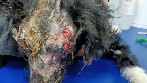 Mireya, una perra abandonada que sufrió un brutal ataque con ácido Mireya, una perra abandonada que sufrió un brutal ataque con ácido