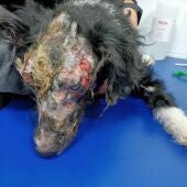 Mireya, una perra abandonada que sufrió un brutal ataque con ácido 