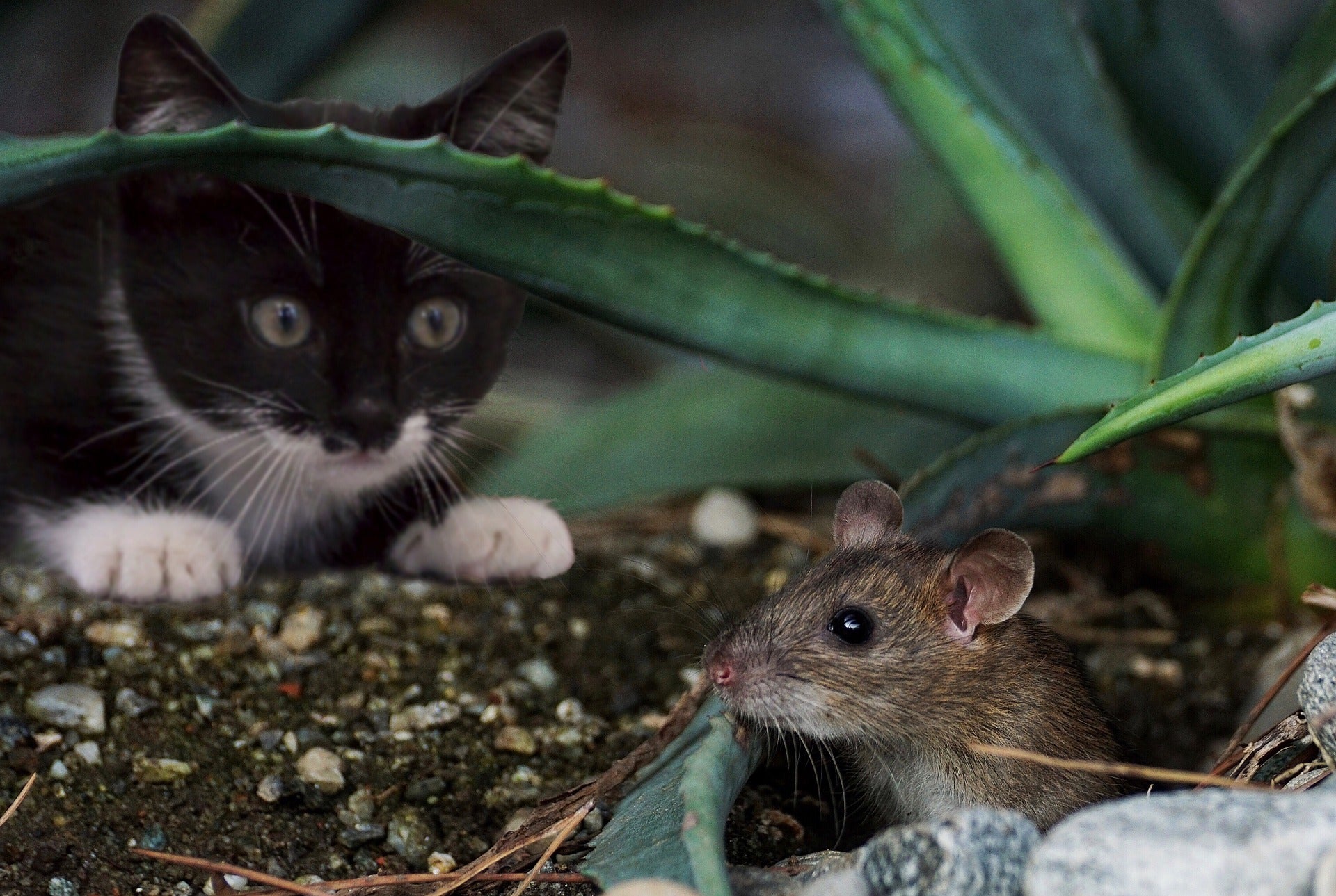 El por qué tu gato caza animales y cómo reducir ese comportamiento El por qué tu gato caza animales y cómo reducir ese comportamiento
