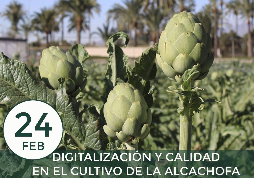 Joaquín Parra, investigador, estamos trabajando para conseguir alcachofas de calidad de forma eficiente Joaquín Parra, investigador, estamos trabajando para conseguir alcachofas de calidad de forma eficiente