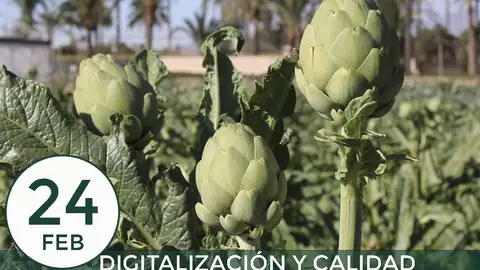 Joaquín Parra, investigador, estamos trabajando para conseguir alcachofas de calidad de forma eficiente digitalizacion