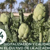 Joaquín Parra, investigador, estamos trabajando para conseguir alcachofas de calidad de forma eficiente Joaquín Parra, investigador, estamos trabajando para conseguir alcachofas de calidad de forma eficiente