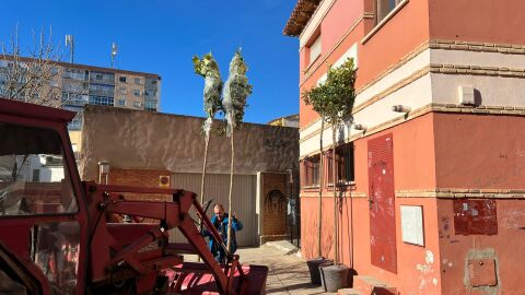 Naranjos para trasplantar junto a la sede del Barrio de Goya