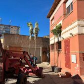 Naranjos para trasplantar junto a la sede del Barrio de Goya