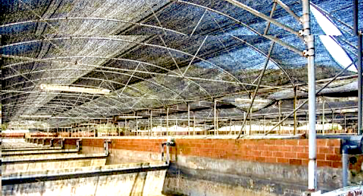 El PSOE de Llanes pide alternativas al derribo de la piscifactoría de Nueva El PSOE de Llanes pide alternativas al derribo de la piscifactoría de Nueva
