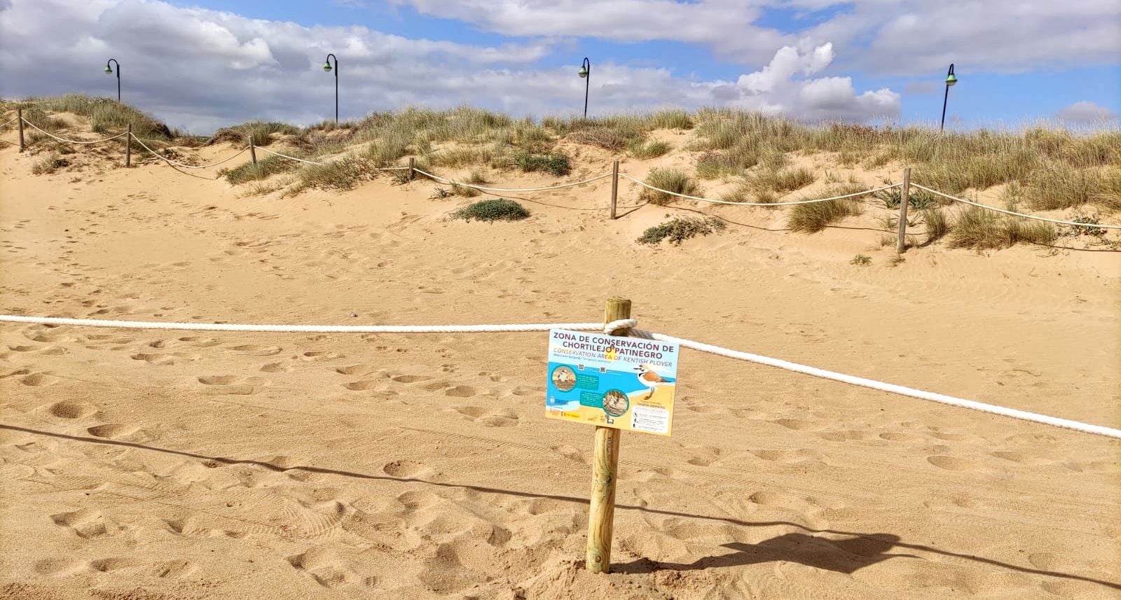 Balizado de 400 metros para salvaguardar la nidificación del chorlitejo patinegro en La Mata Balizado de 400 metros para salvaguardar la nidificación del chorlitejo patinegro en La Mata