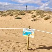 Balizado de 400 metros para salvaguardar la nidificación del chorlitejo patinegro en La Mata Balizado de 400 metros para salvaguardar la nidificación del chorlitejo patinegro en La Mata