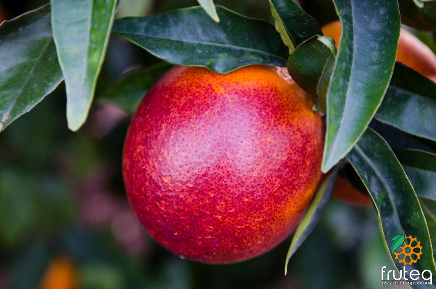 Temporada de Lane late y de Sanguinellis, dos de las naranjas más dulces y sabrosas Temporada de Lane late y de Sanguinellis, dos de las naranjas más dulces y sabrosas