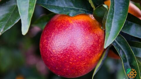 naranja sanguinelli