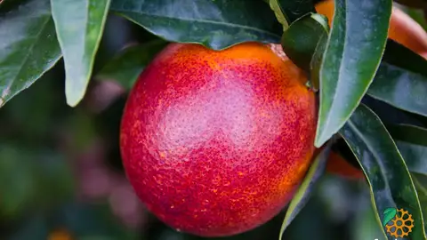 naranja sanguinelli naranja sanguinelli