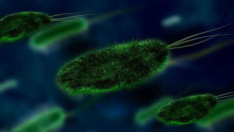 Ciencia en La Br&uacute;jula: &iquest;C&oacute;mo de grande puede hacerse una bacteria?