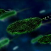 Ciencia en La Brújula: ¿Cómo de grande puede hacerse una bacteria?
