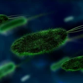 Ciencia en La Brújula: ¿Cómo de grande puede hacerse una bacteria? Ciencia en La Brújula: ¿Cómo de grande puede hacerse una bacteria?