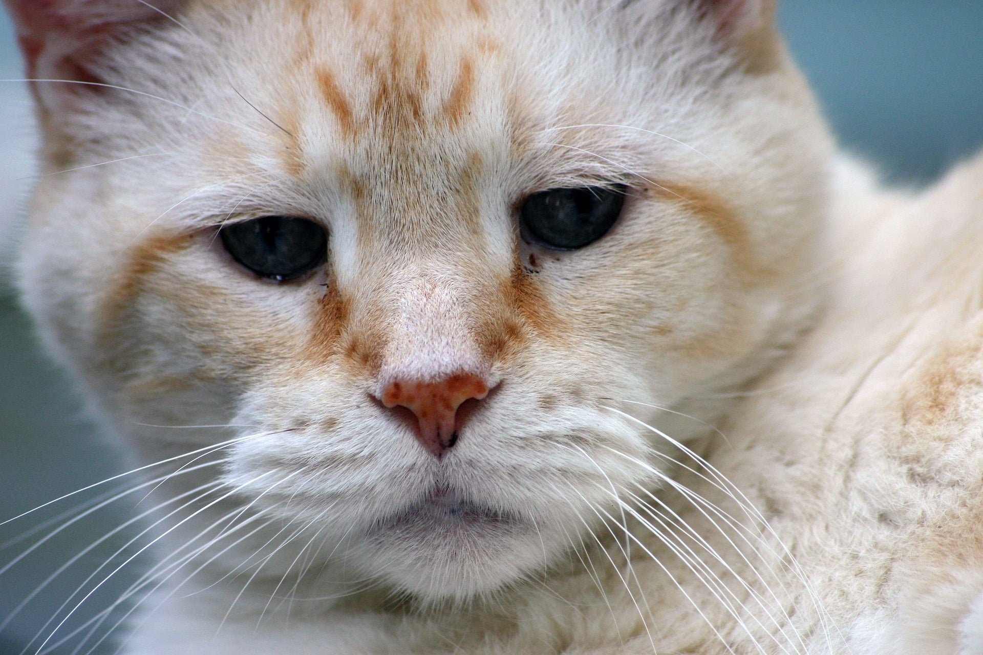 ¿Es mi gato demasiado mayor para operarle? ¿Es mi gato demasiado mayor para operarle?